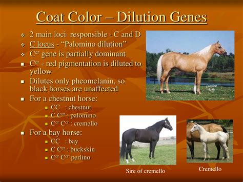  Merle is a dilution gene, that is, it lightens whatever the coat color would otherwise have been